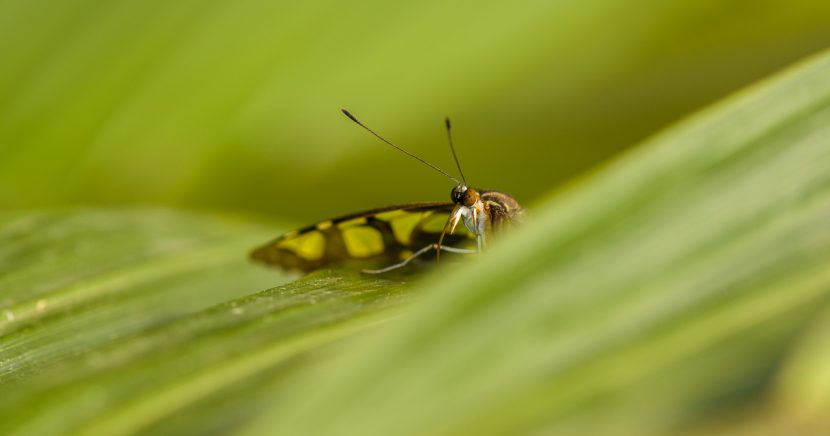 Tropičtí motýli poletují skleníkem Fata Morgana
